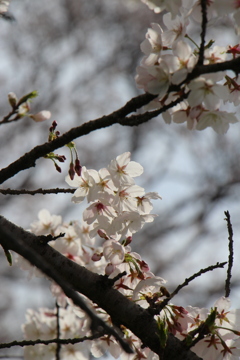 sakura