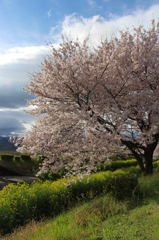 spring 2