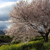 spring 2