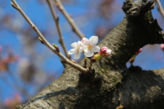 begin to bud ６