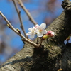 begin to bud ６