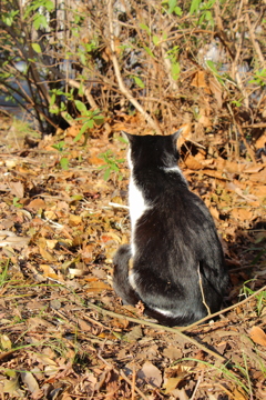 Cat in Uni　４