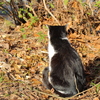 Cat in Uni　４
