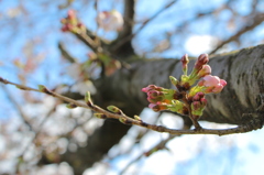 begin to bud 