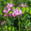 lotus flower 3