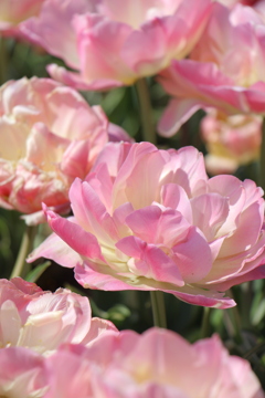 爛漫に花ひらく