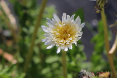 dandelion 2