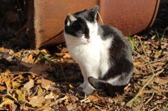 Cat in Uni５