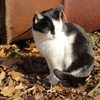Cat in Uni５