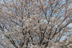 見上げたら、春。