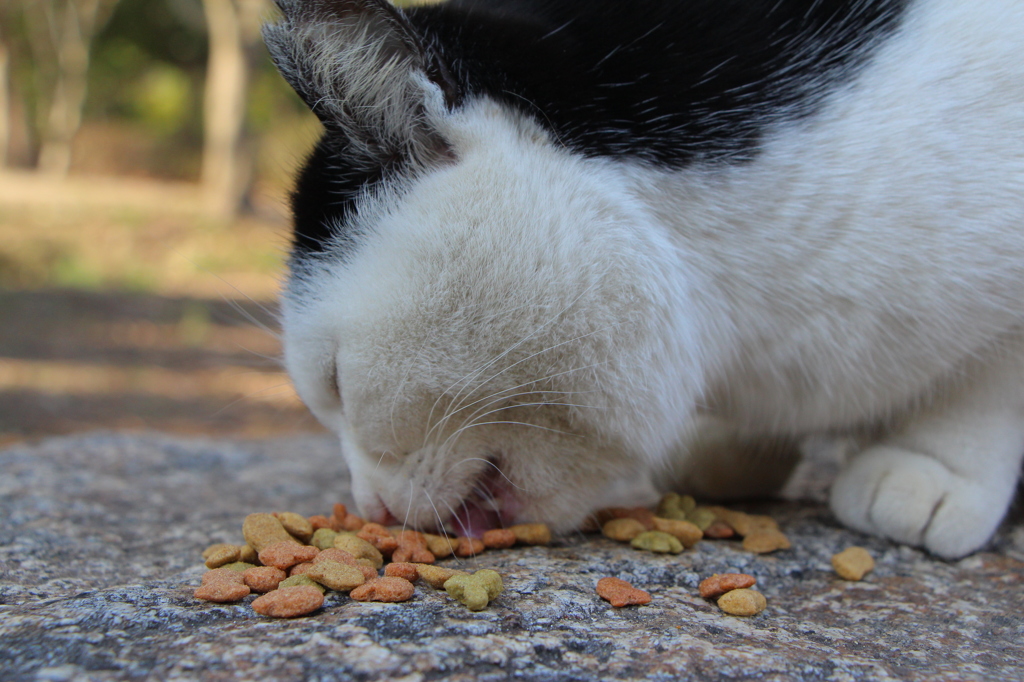 Cat in Uni　２