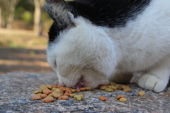 Cat in Uni　２