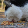 Cat in Uni　２