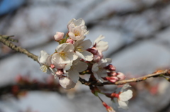 begin to bud ７