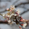 begin to bud ７