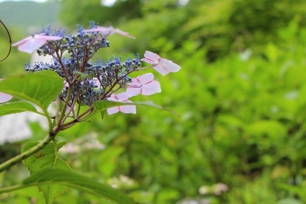 紫陽花