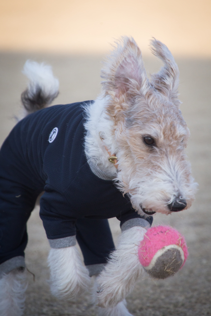 ワイアー・フォックス・テリア ペット情報