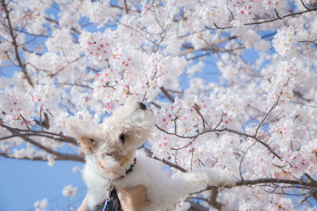 春のにおい