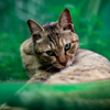 猫と緑