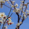 悴みながら春を愛でる