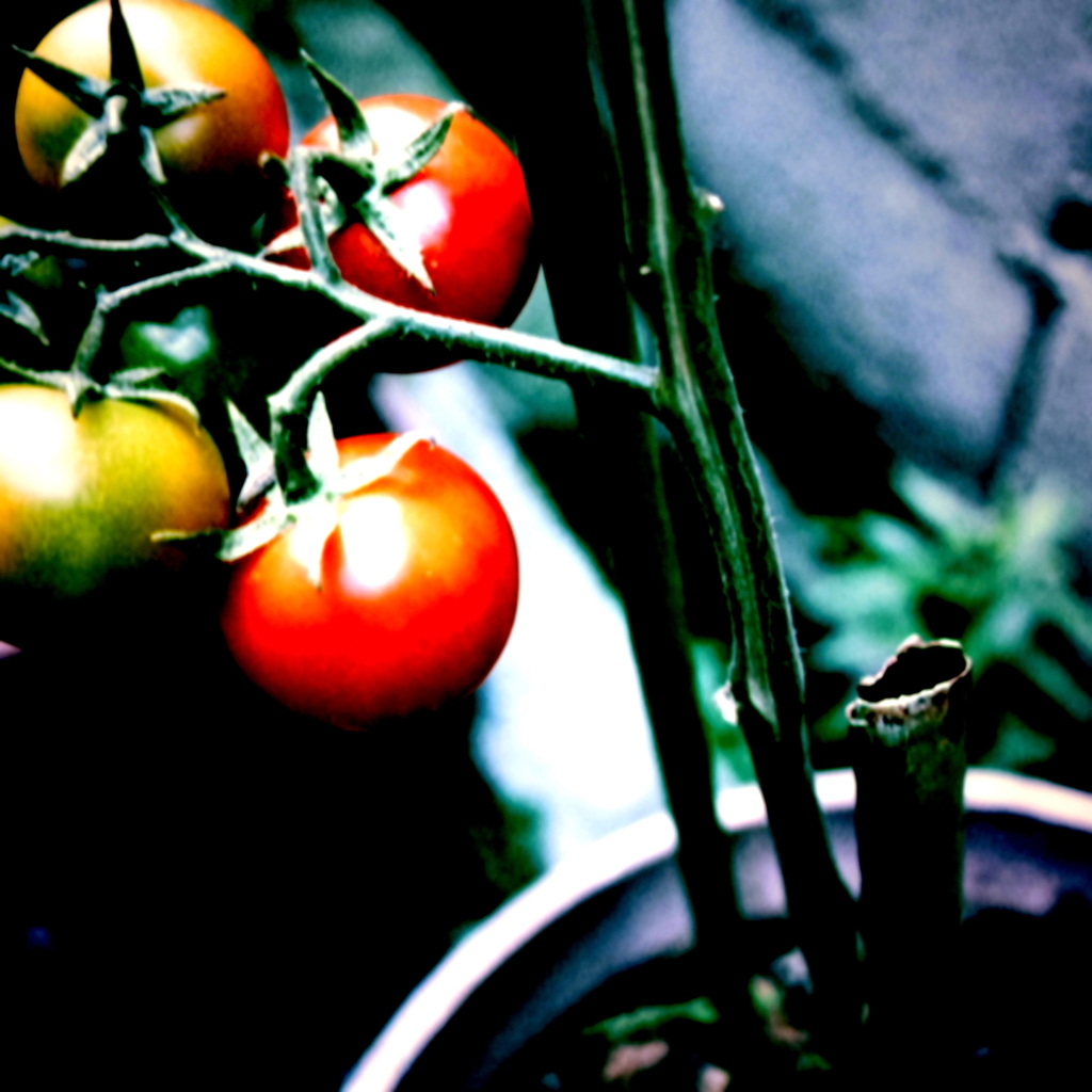 lycopene