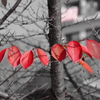 紅一線