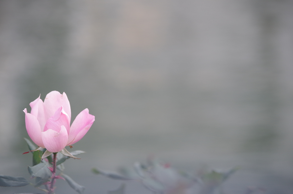 残り花には華がある