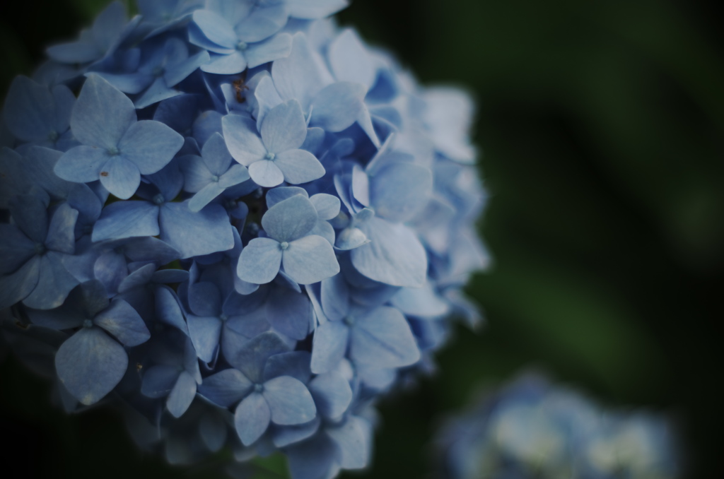 紫陽花