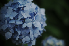 紫陽花