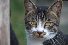 ねこ
