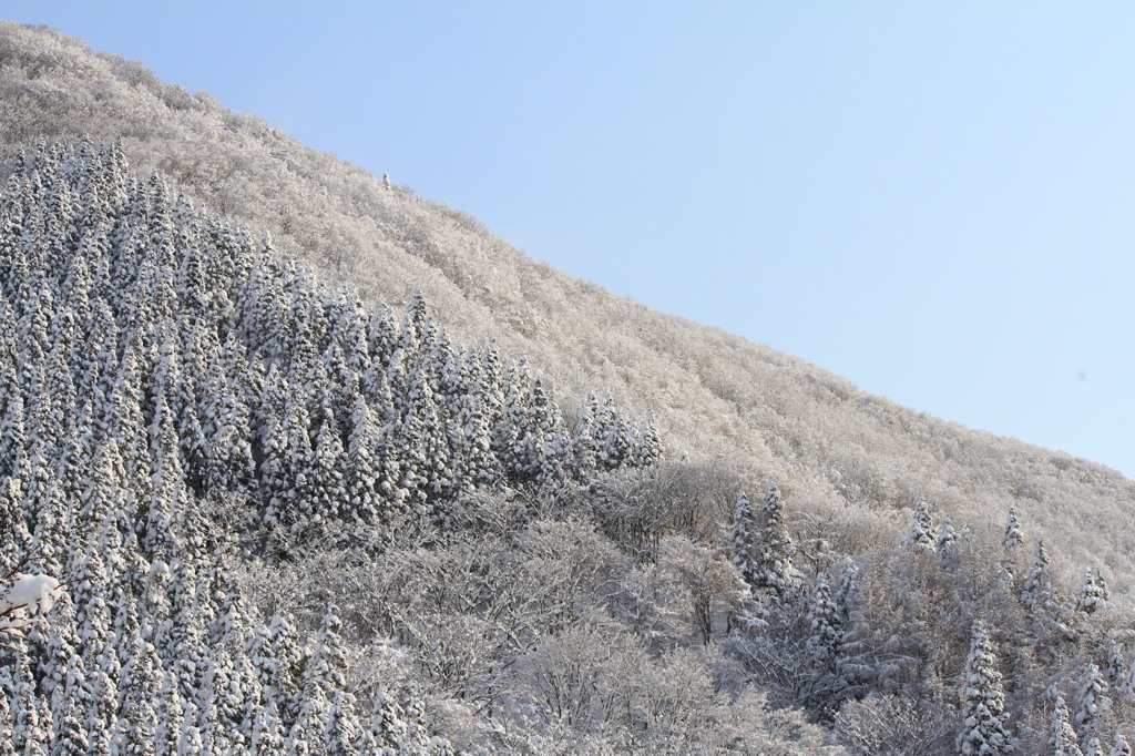 雪国の朝