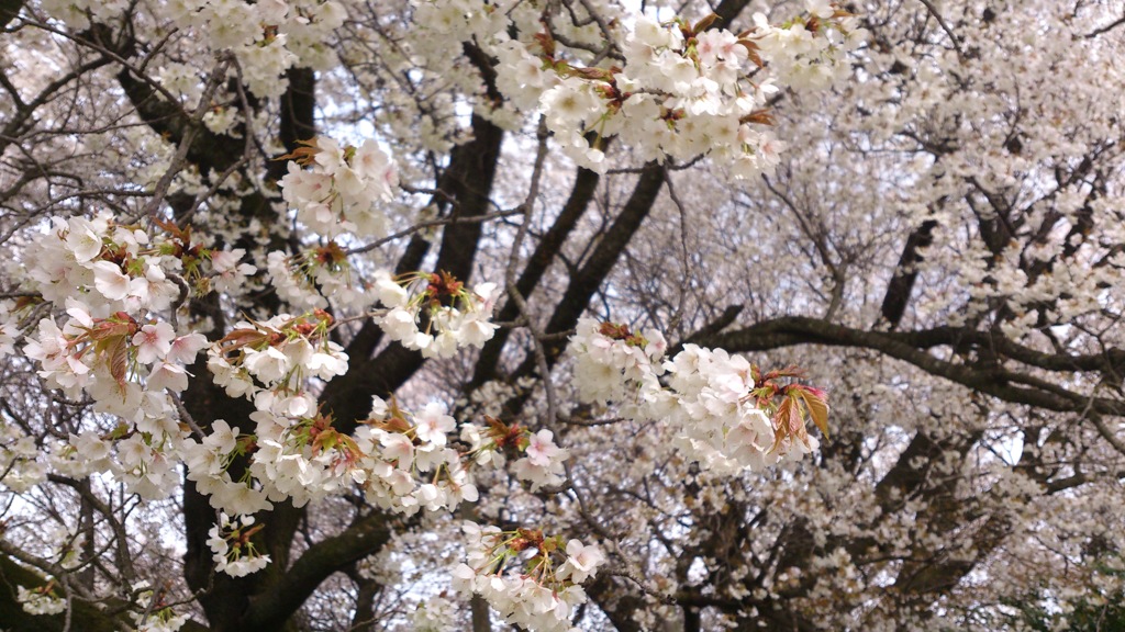 Sakura、咲くから