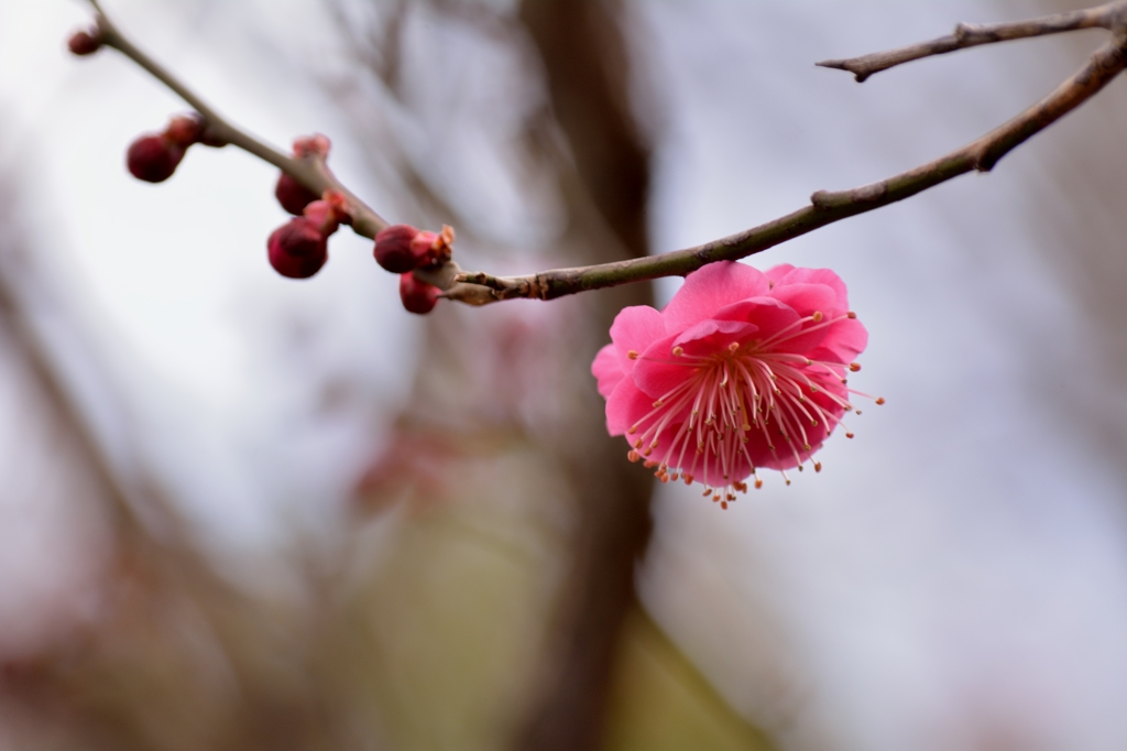梅①紅梅