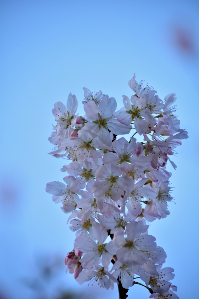 SAKURA