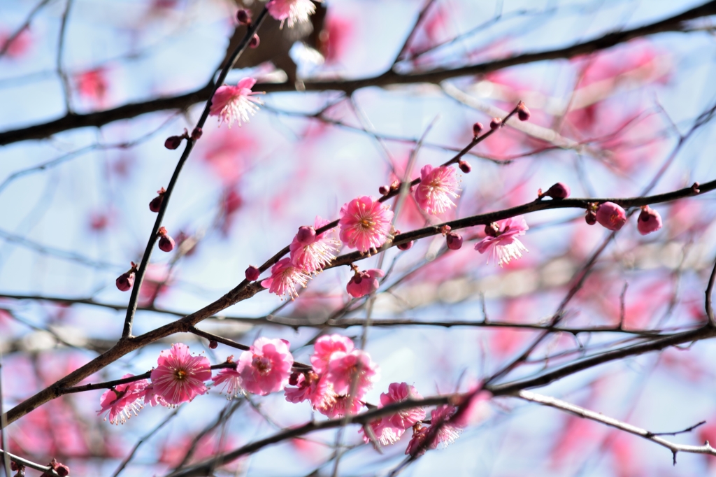 春の光