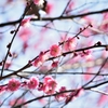春の光