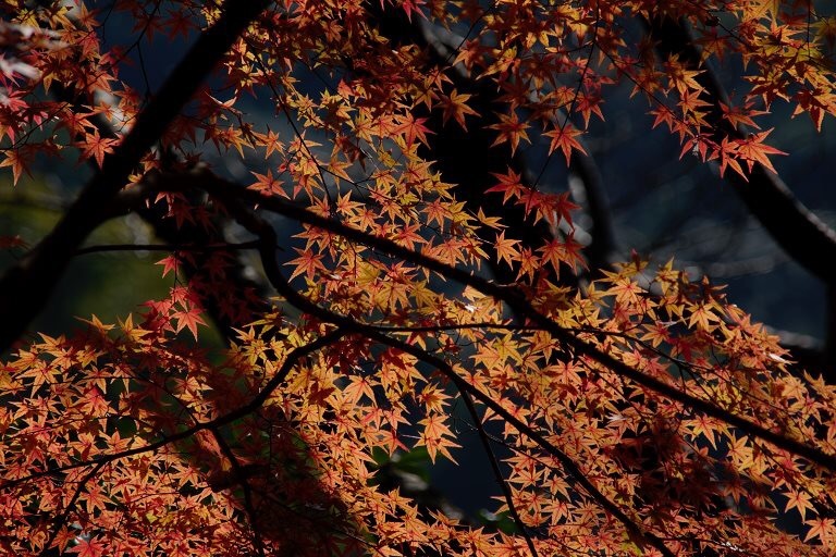 紅葉灯り