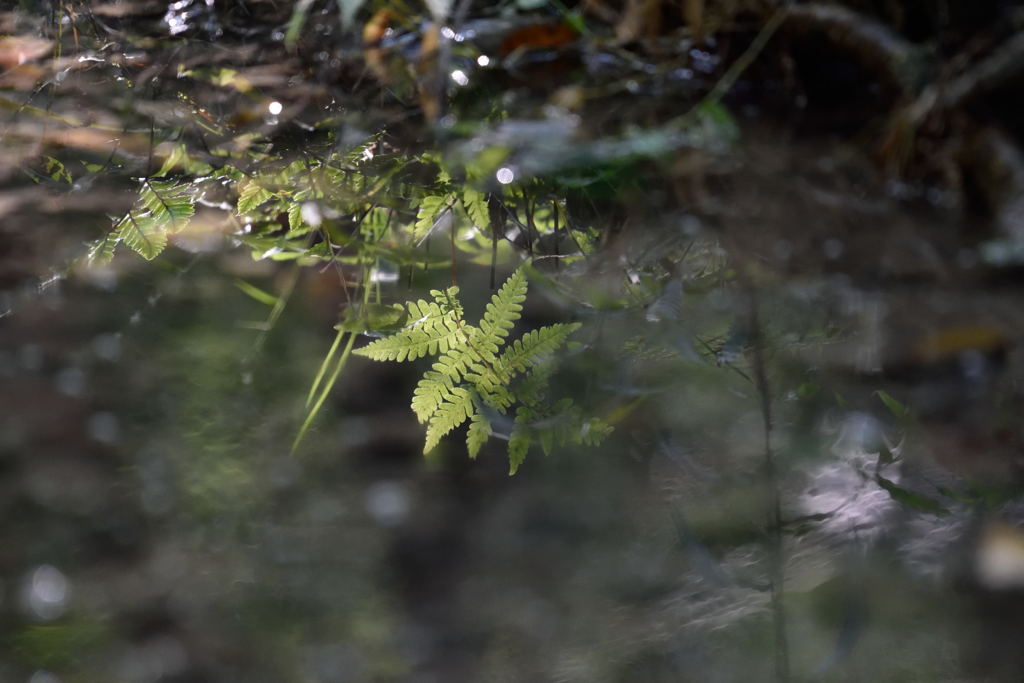 水鏡