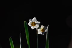 雪中花