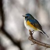 ルリビタキ♂