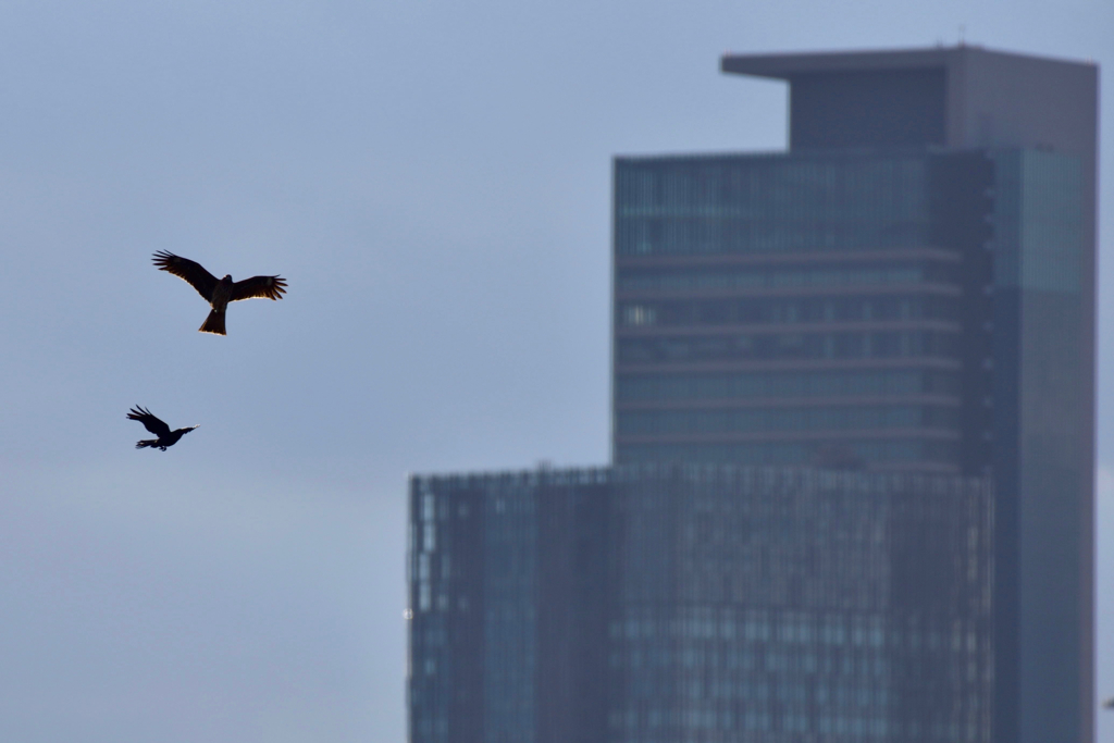トビとカラス