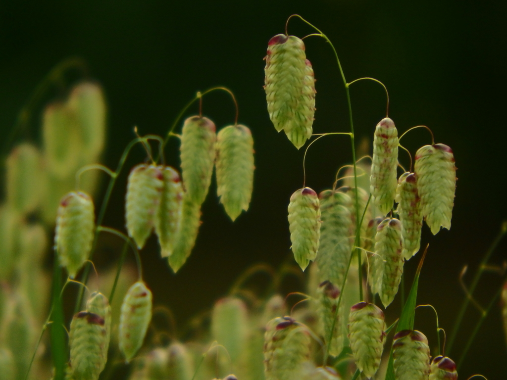 小判草