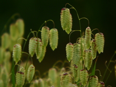 小判草