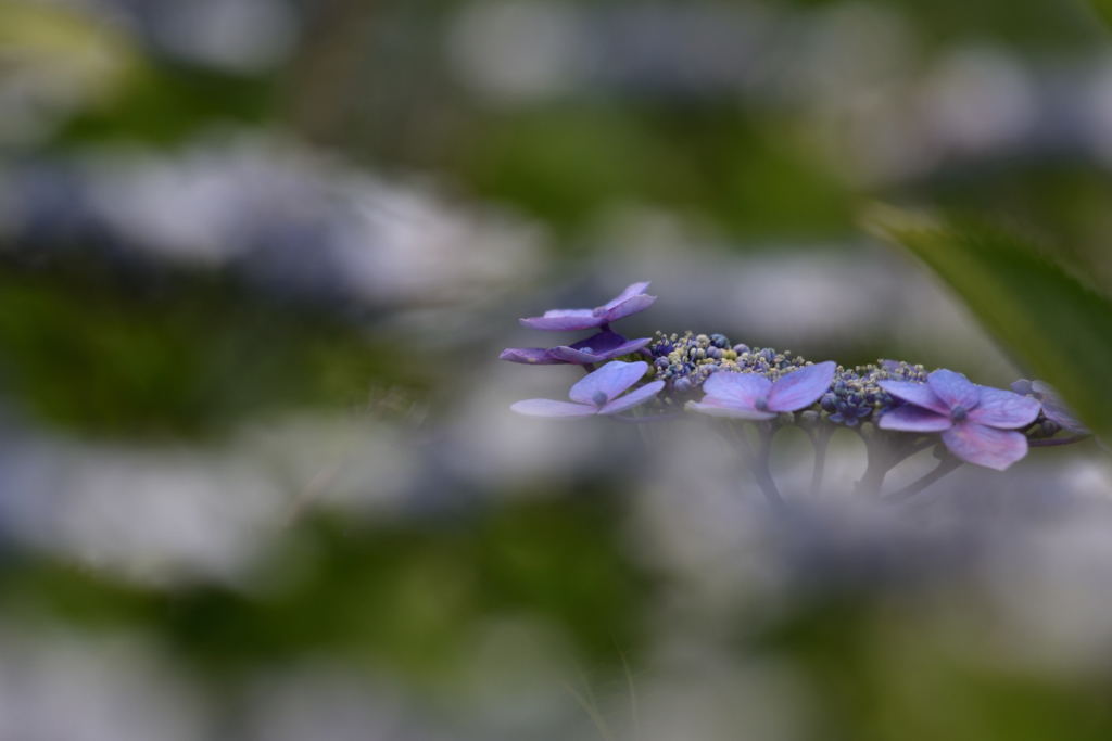 額紫陽花