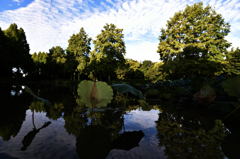 ガマ池の朝