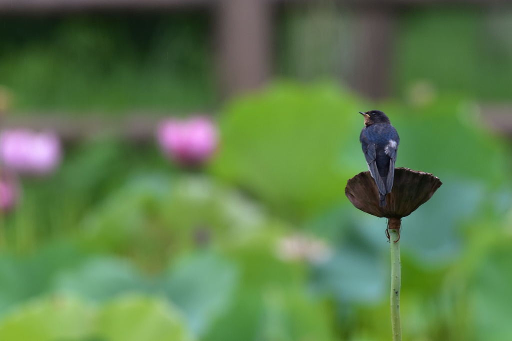 気になる雲行
