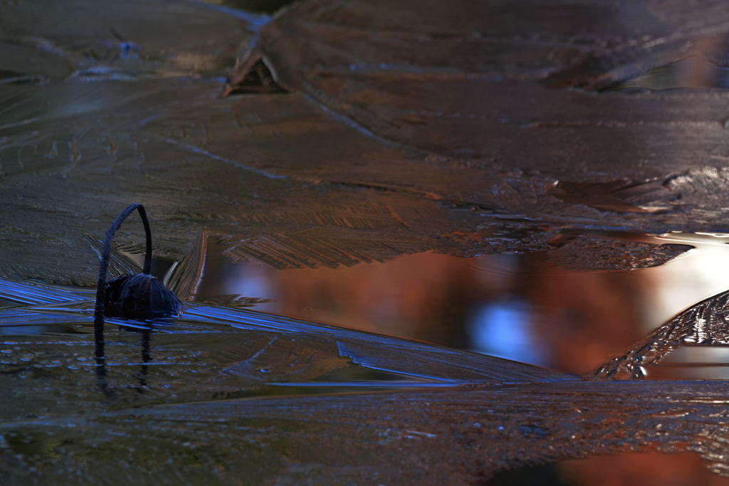 凍てつくガマ池