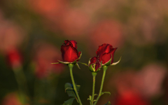 薔薇