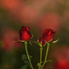 薔薇