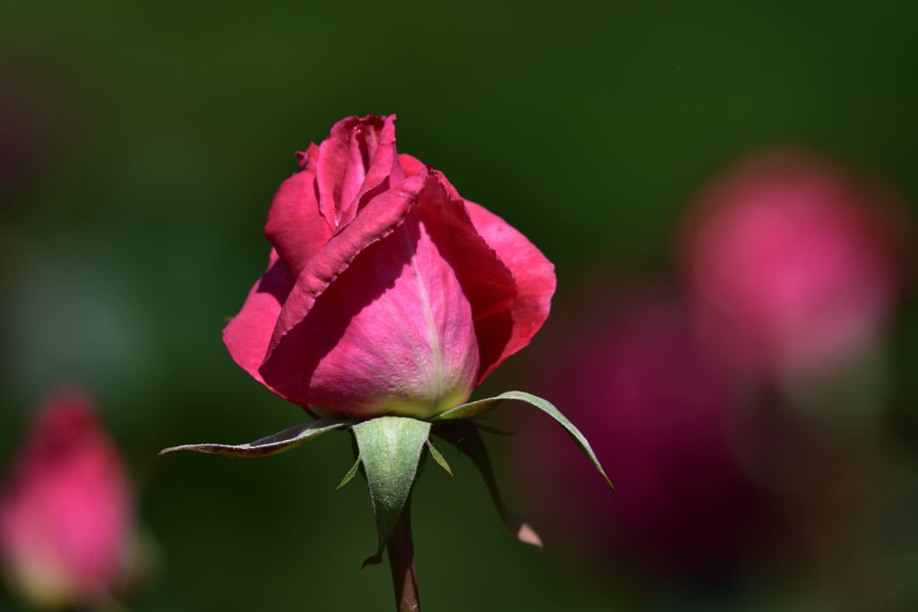 薔薇